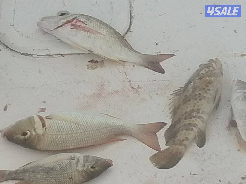 طراد ايجار رحلات بحرية طراد مجهز بالكامل توصيل فيلكا7