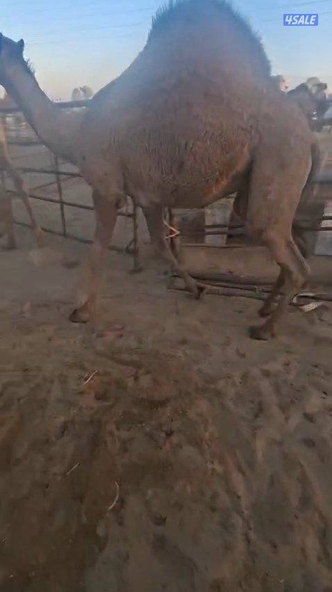 بيع وشراء قعدان يوجد قعدان محليه بريه شي طيب السعرعلى حسب طلب القعود ا0