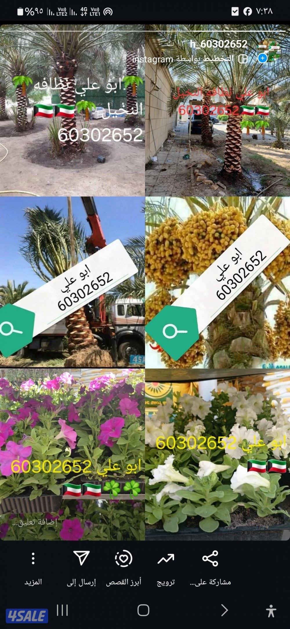 🌴 تكريب ونظافه النخيل 🌴جميع مناطق الكويت🇰🇼 وجميع قص الاشجار أبوعلي0