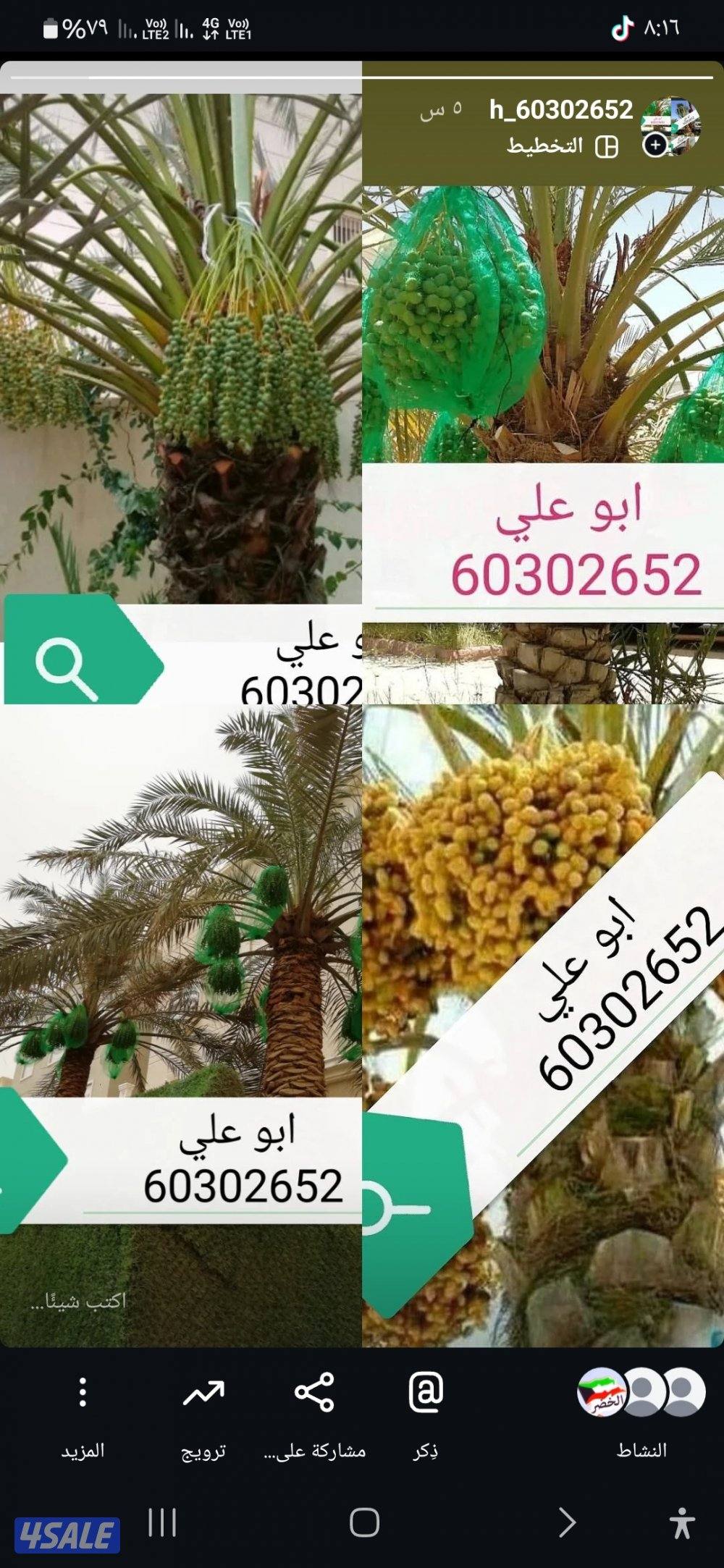 🌴 تكريب ونظافه النخيل 🌴جميع مناطق الكويت🇰🇼 وجميع قص الاشجار أبوعلي8