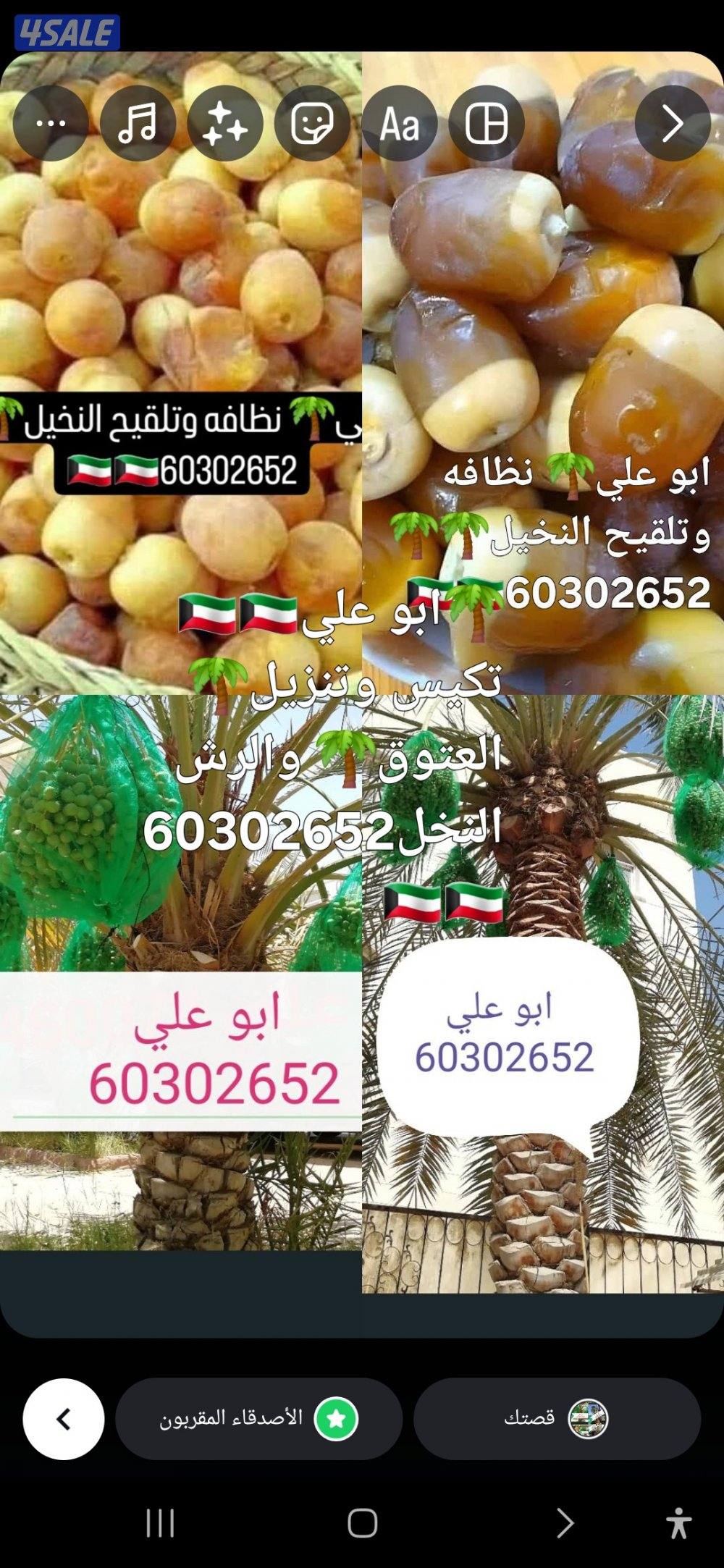 🌴 تكريب ونظافه النخيل 🌴جميع مناطق الكويت🇰🇼 وجميع قص الاشجار أبوعلي9