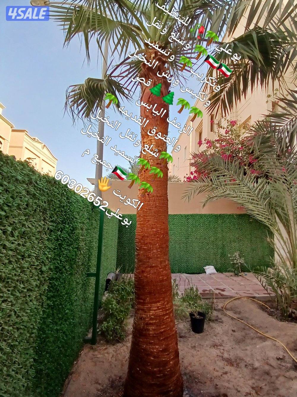 🌴 تكريب ونظافه النخيل 🌴جميع مناطق الكويت🇰🇼 وجميع قص الاشجار أبوعلي10