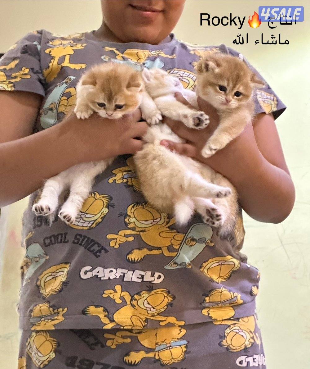 من فضلك/ج قَلِّبْ/ي بين الصور - لمن يرغب في التَمَيُّز!!!9