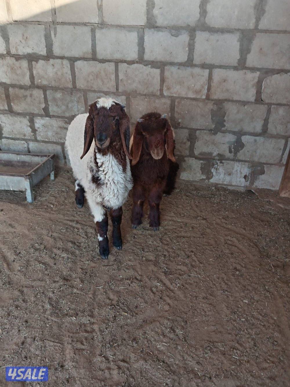 للبيع خرفان العبدلي0