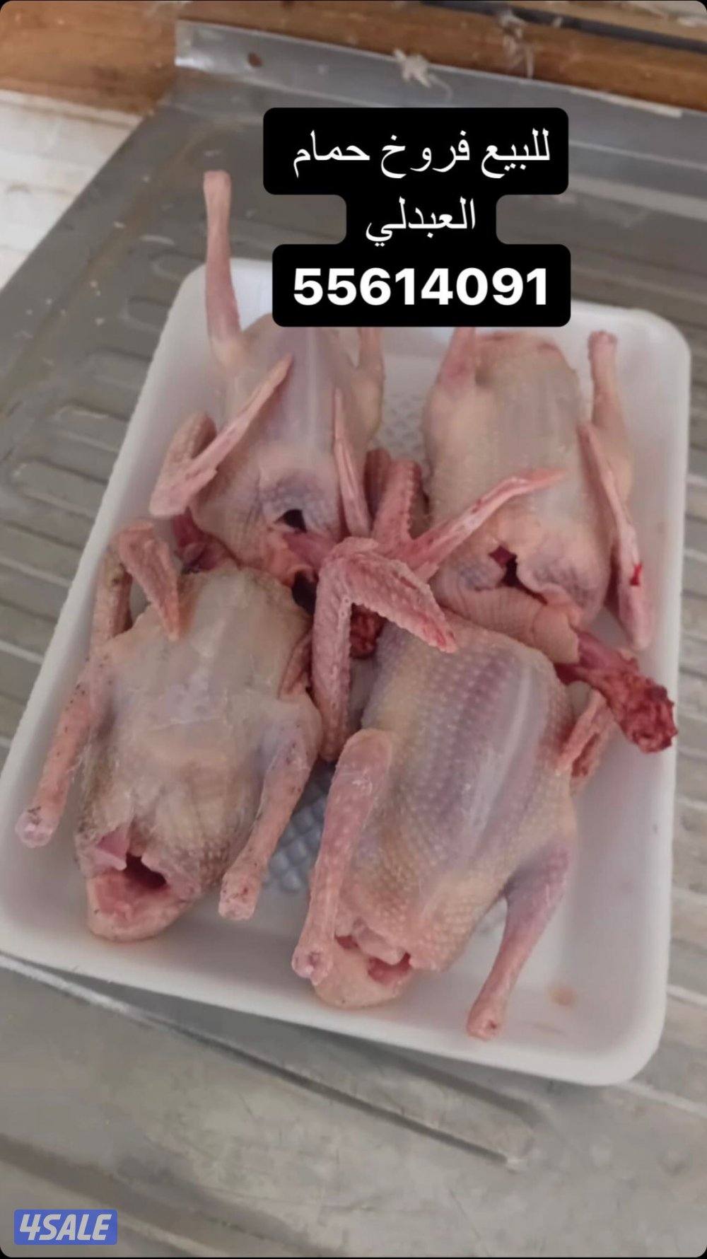 للبيع فروخ حمام ودياجه وبط فرنسي العبدلي2