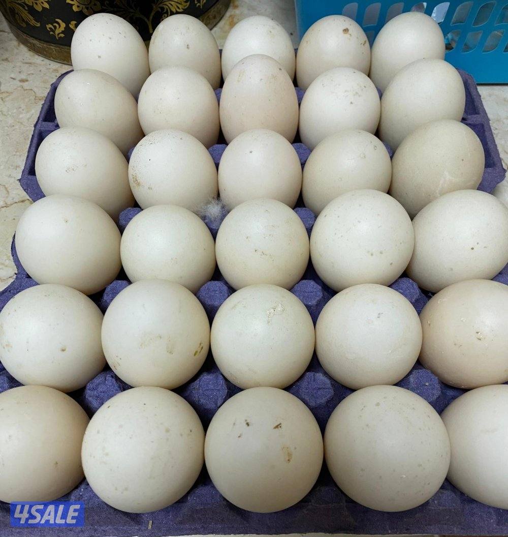 بيض بط مصري مسكوفي0