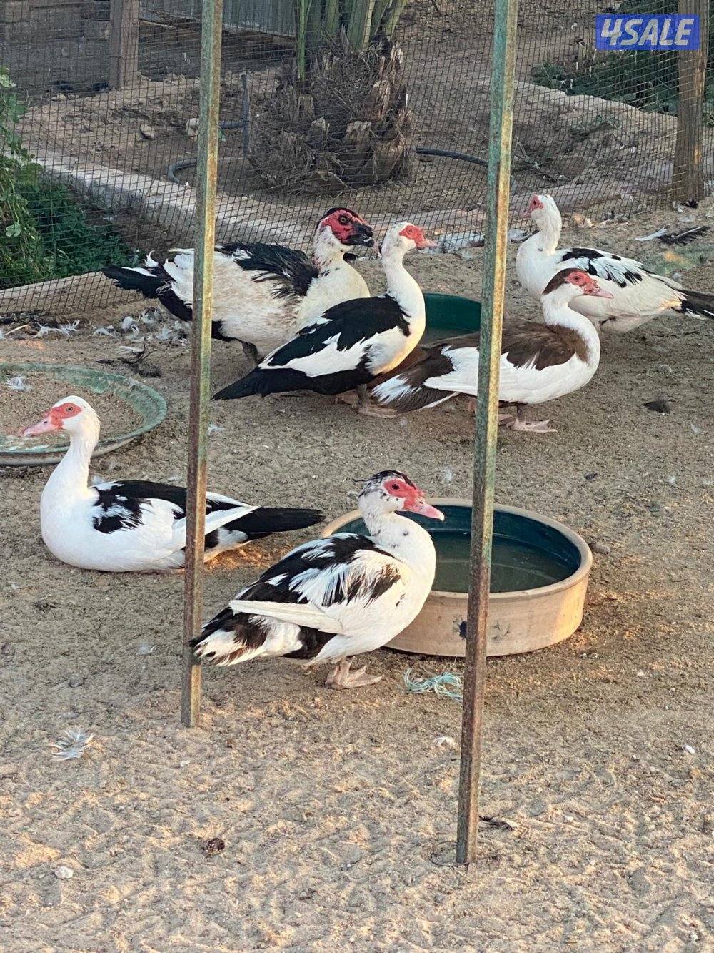 بيض بط مصري مسكوفي2