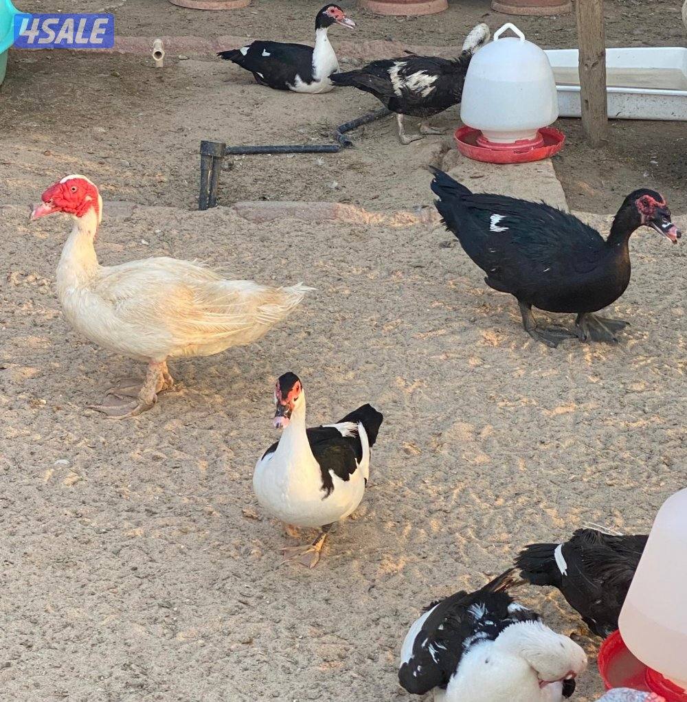 بيض بط مصري مسكوفي3