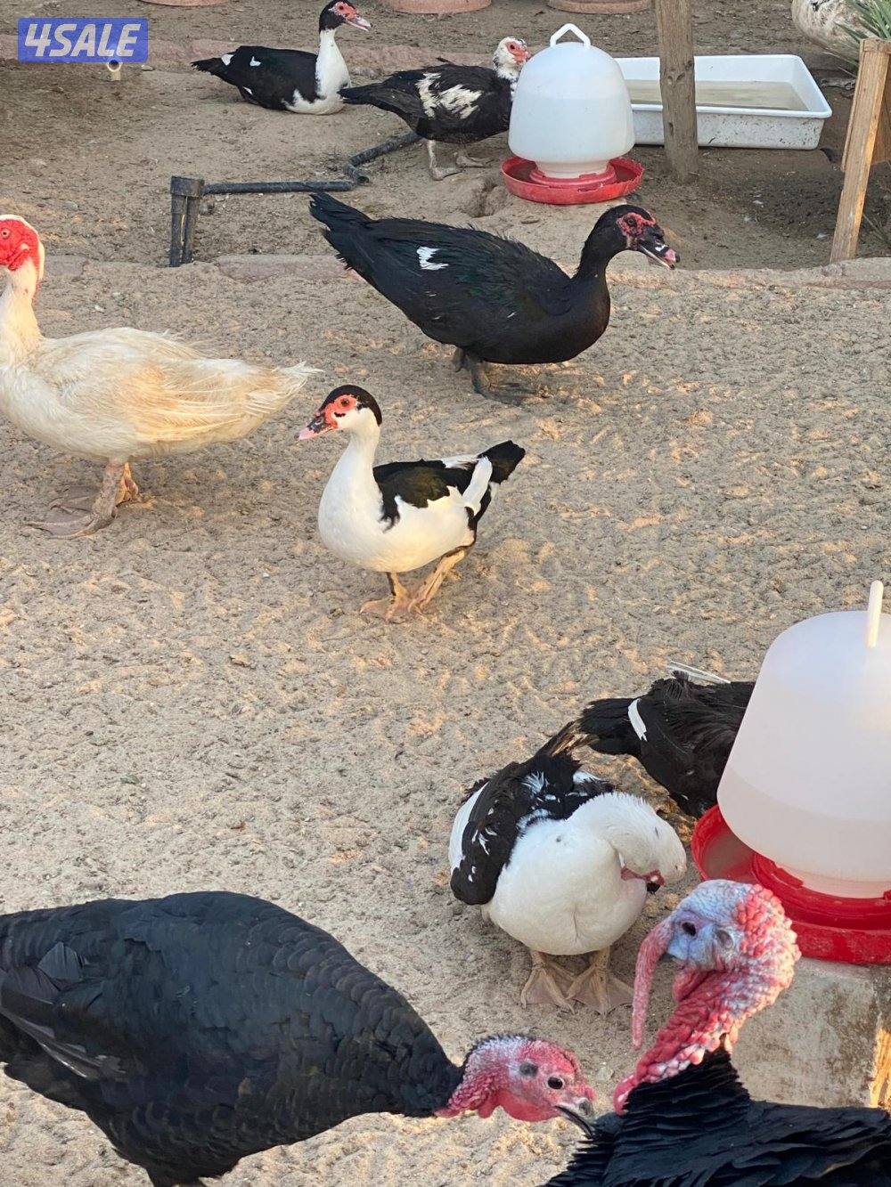 بيض بط مصري مسكوفي4