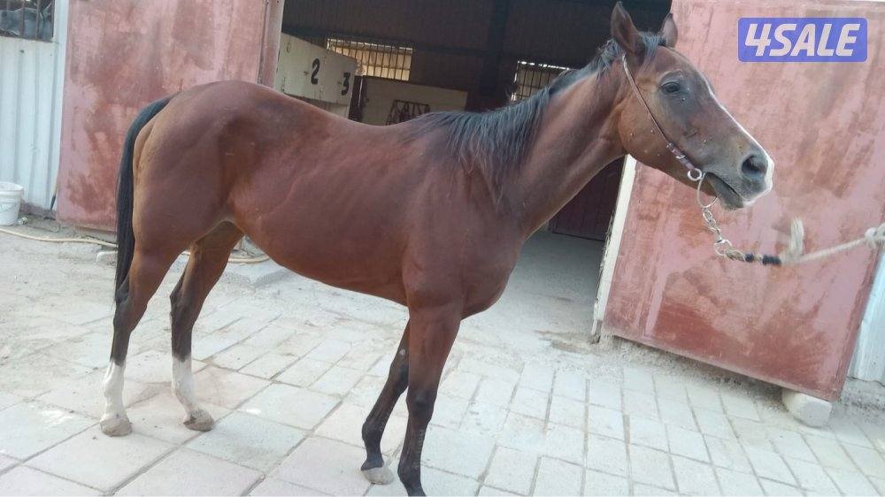 فرس للبيع2