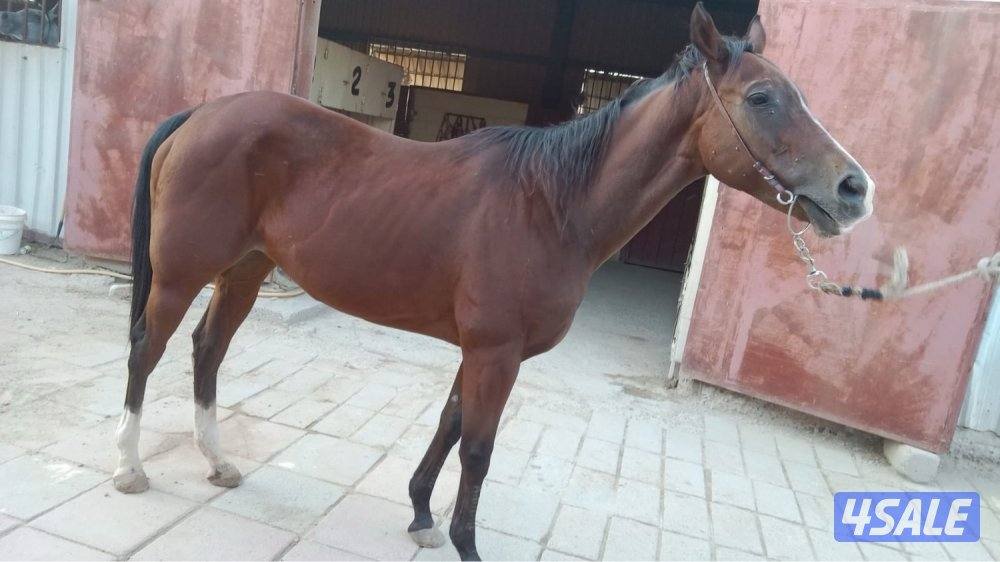 فرس للبيع1