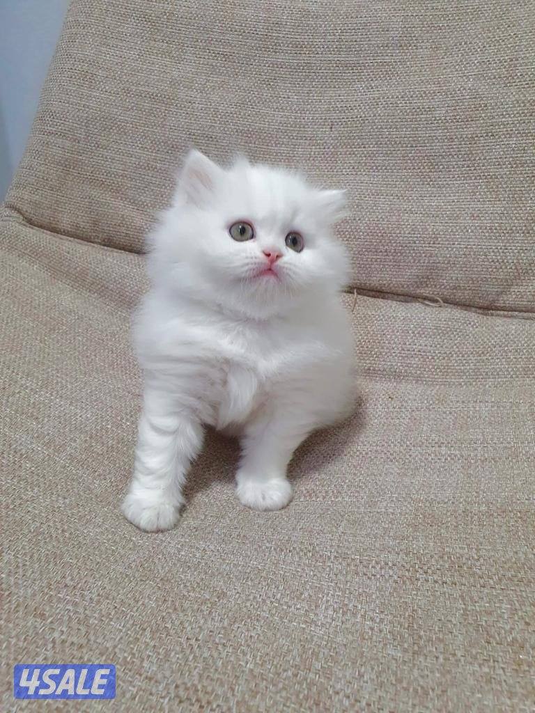 كيتن هولندي مون فيس بيور3