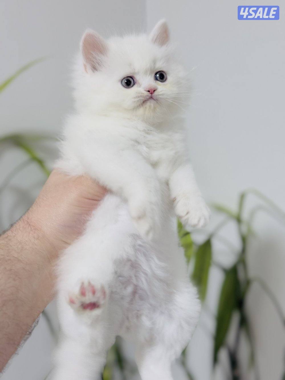 كيتن هولندي مون فيس بيور5