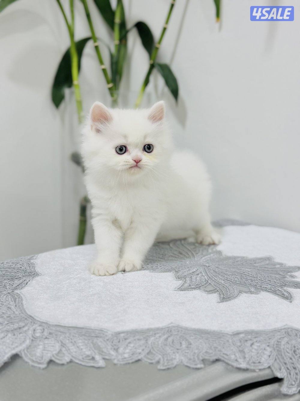 كيتن هولندي مون فيس بيور7