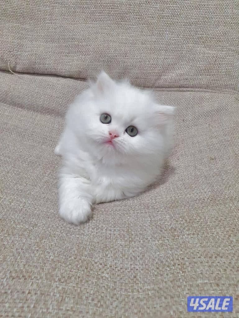 كيتن هولندي مون فيس بيور4