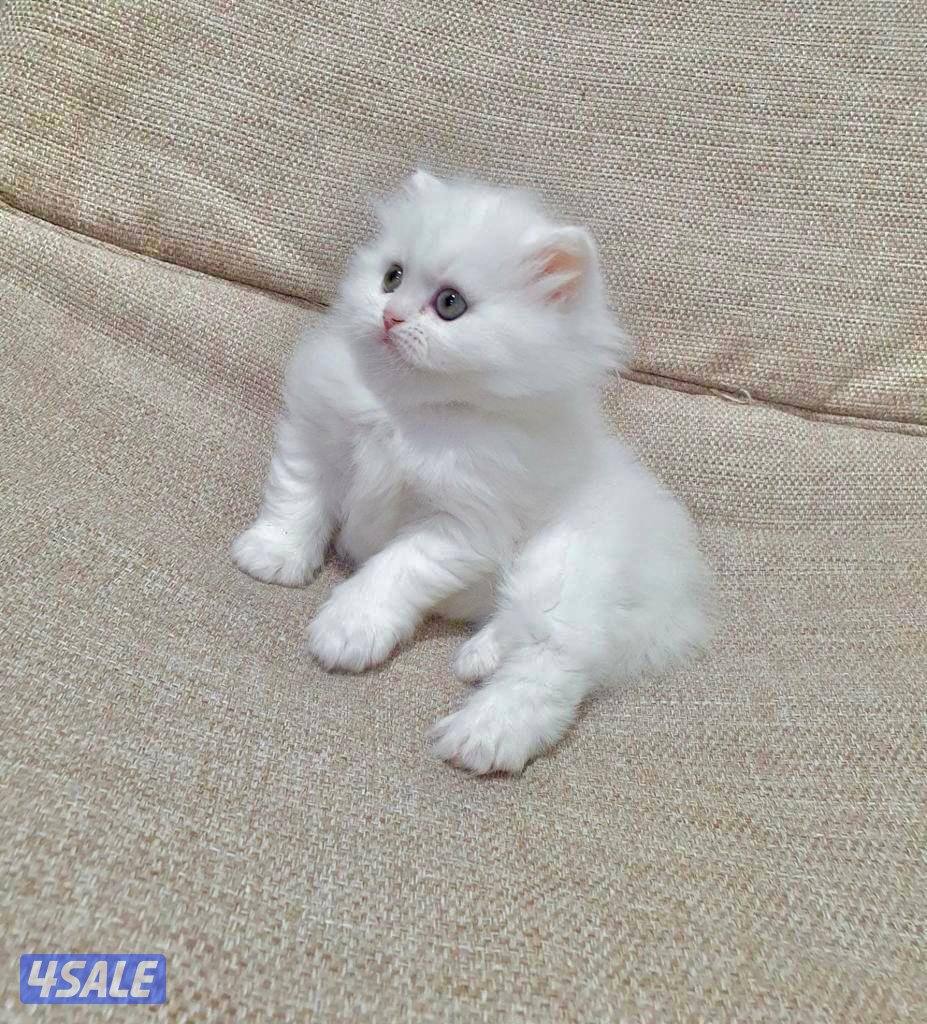 كيتن هولندي مون فيس بيور1