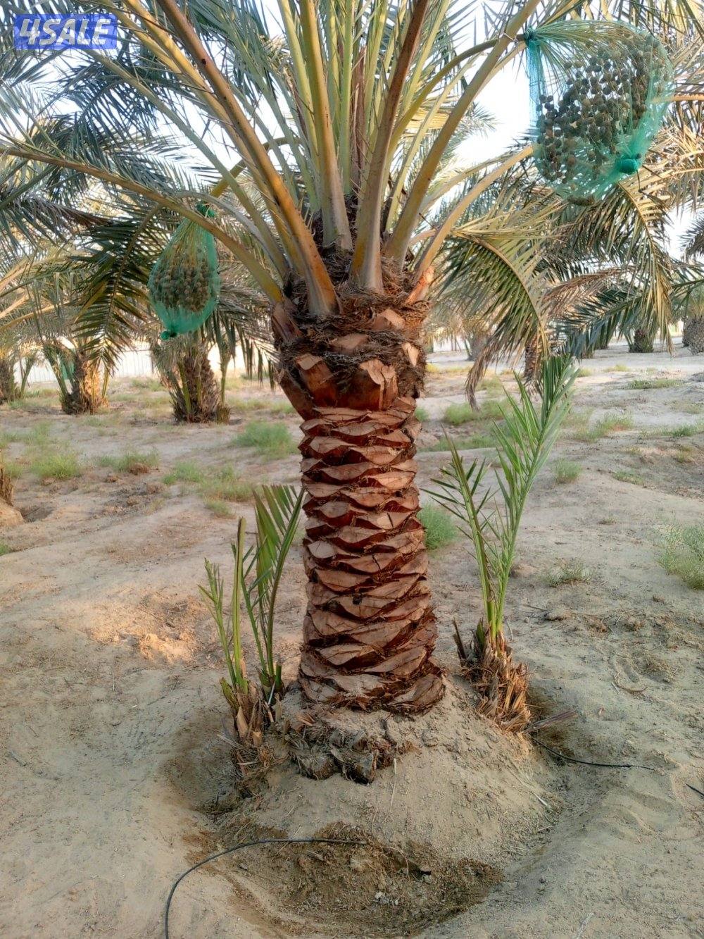 للبيع نخل برحي متر و نص0