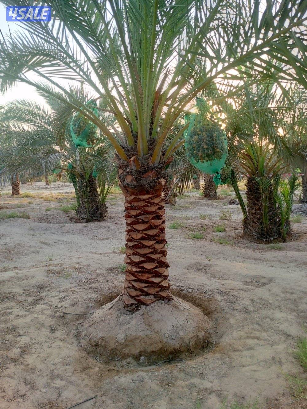 للبيع نخل برحي متر و نص1