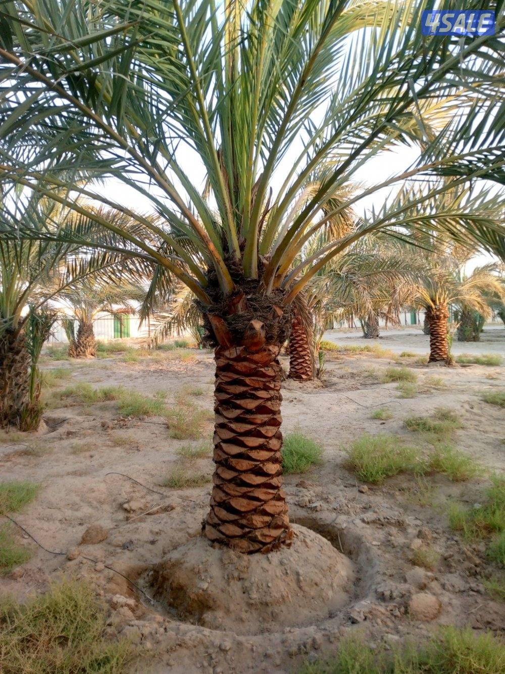 للبيع نخل برحي متر و نص2