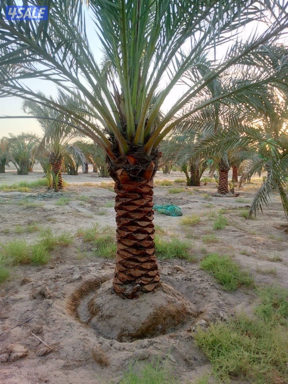 للبيع نخل برحي متر و نص4