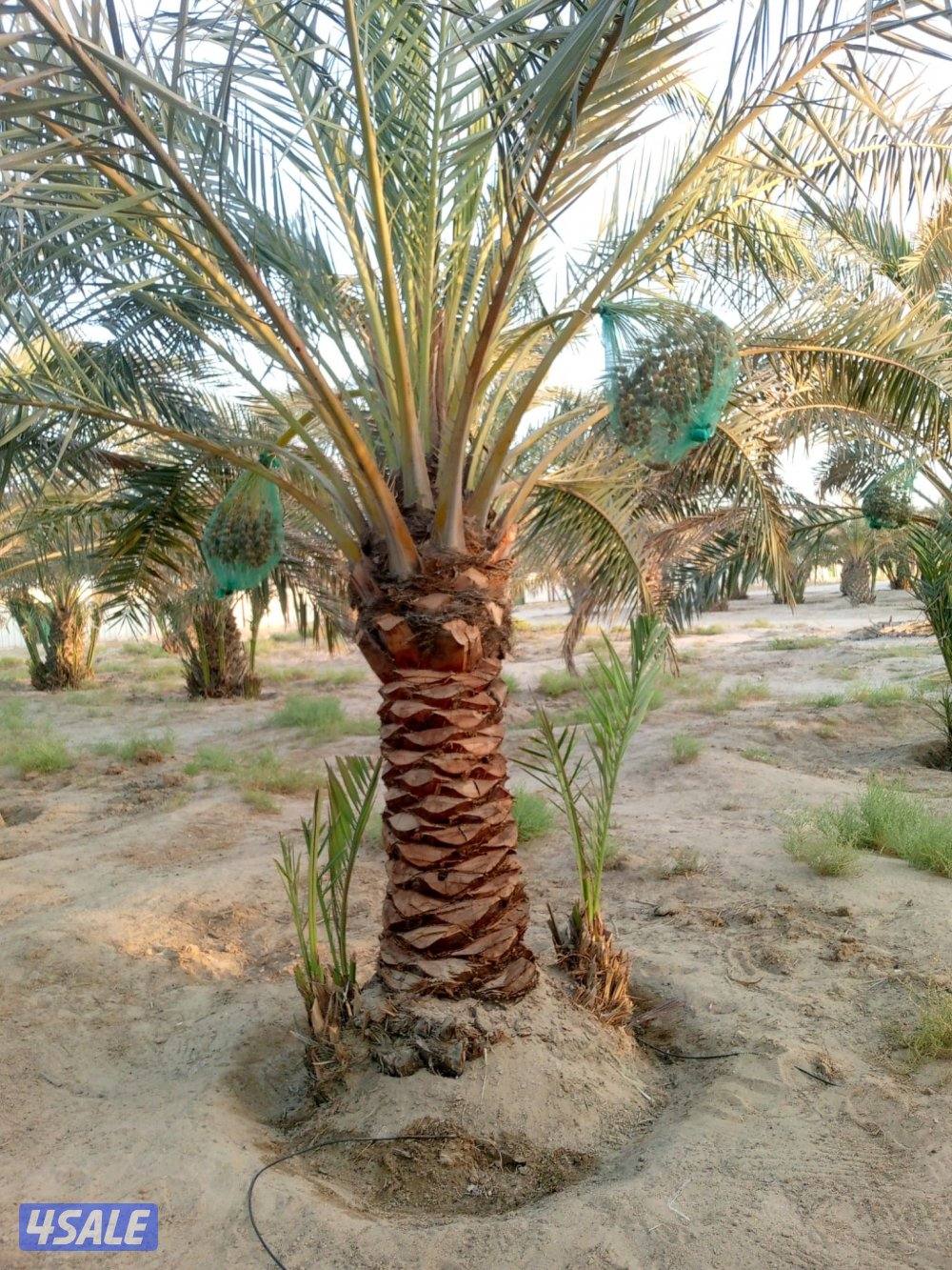 للبيع نخل برحي متر و نص3