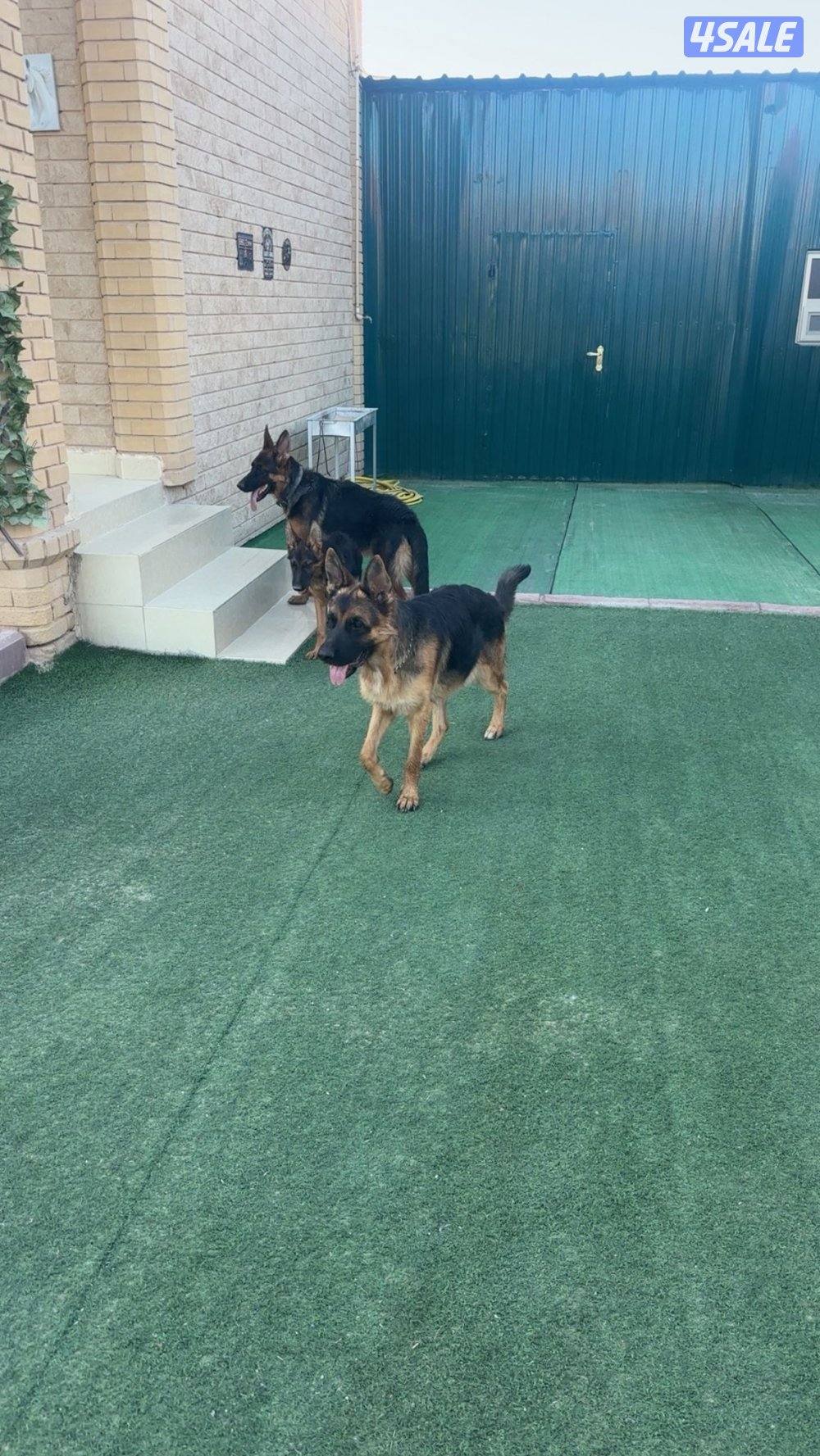 للبيع جيرمن2