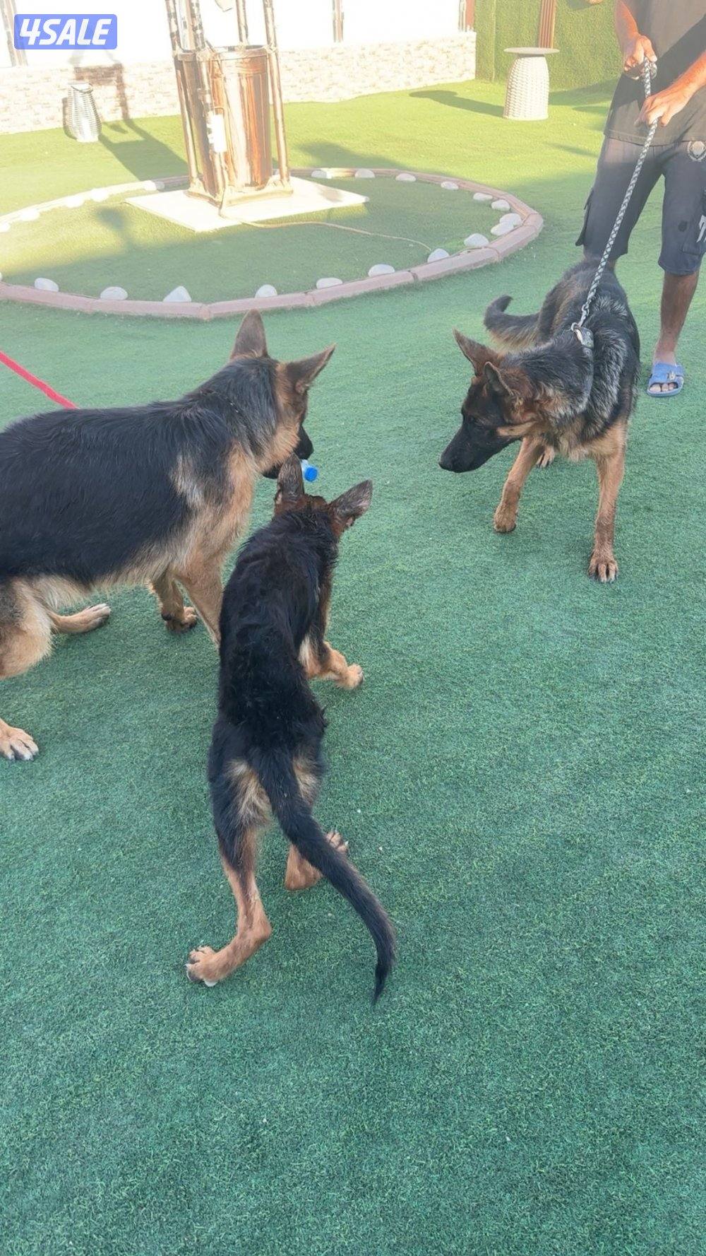 للبيع جيرمن3