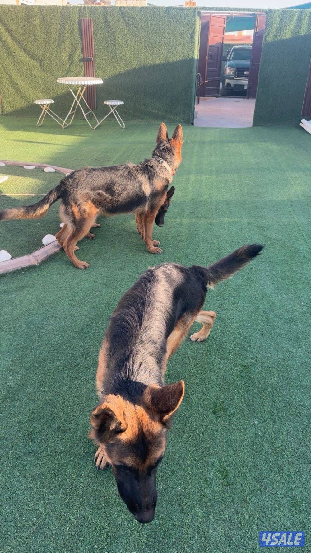 للبيع جيرمن4