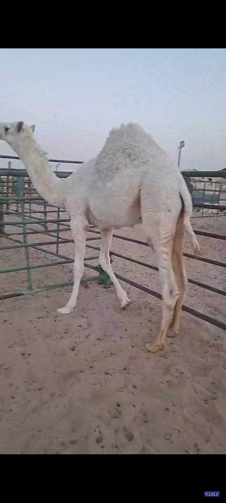 للبيع قعدان محليه فاخره يوجد خدمه توصيل جميع مناطق الكويت0