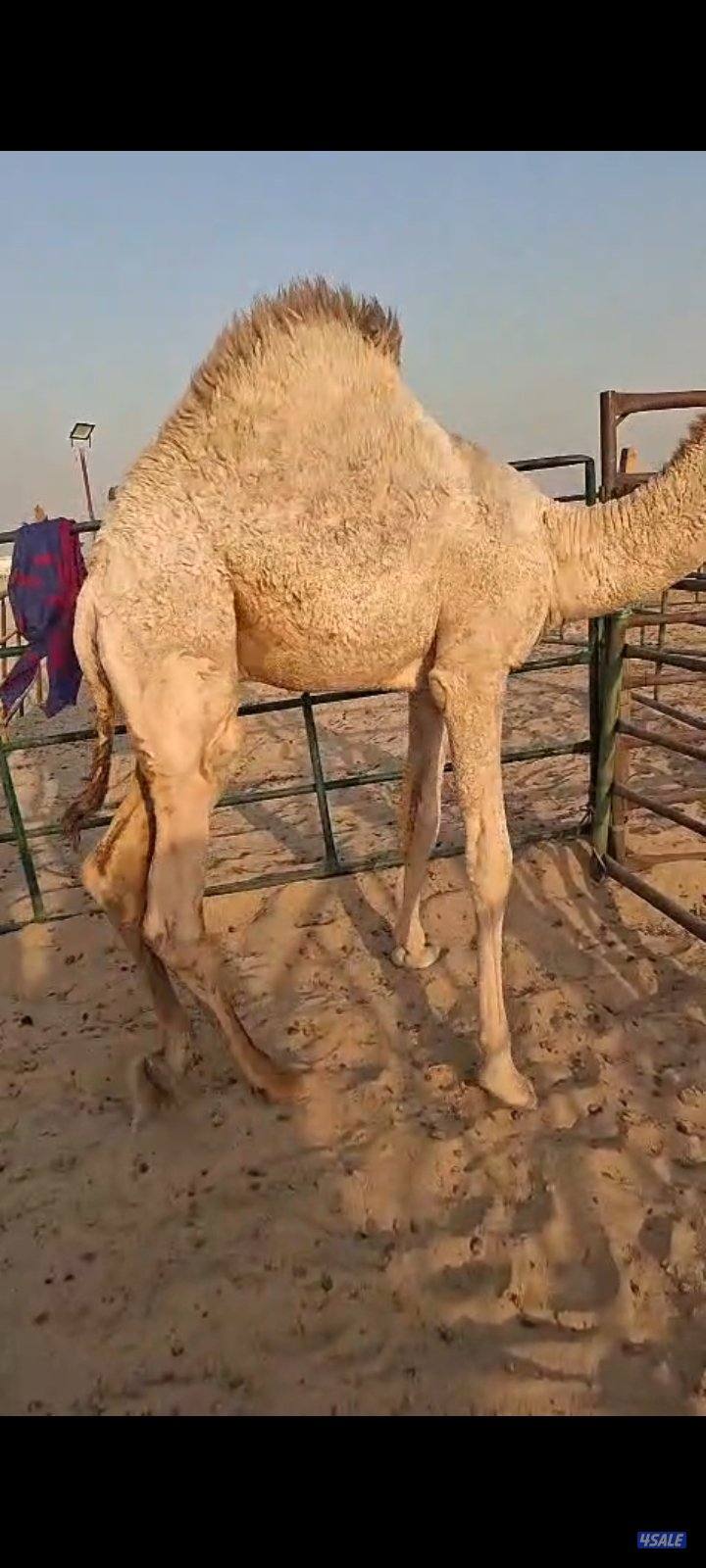 للبيع قعدان محليه فاخره يوجد خدمه توصيل جميع مناطق الكويت1