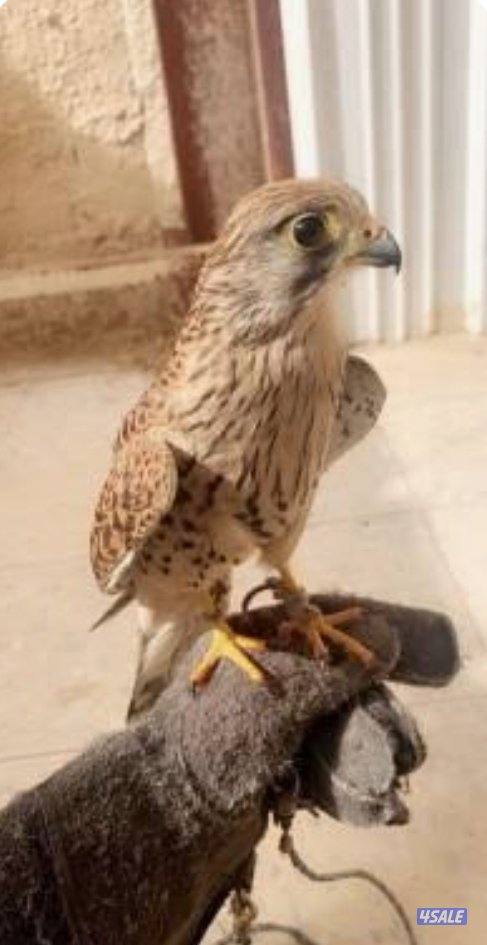 للبيع  وترم1