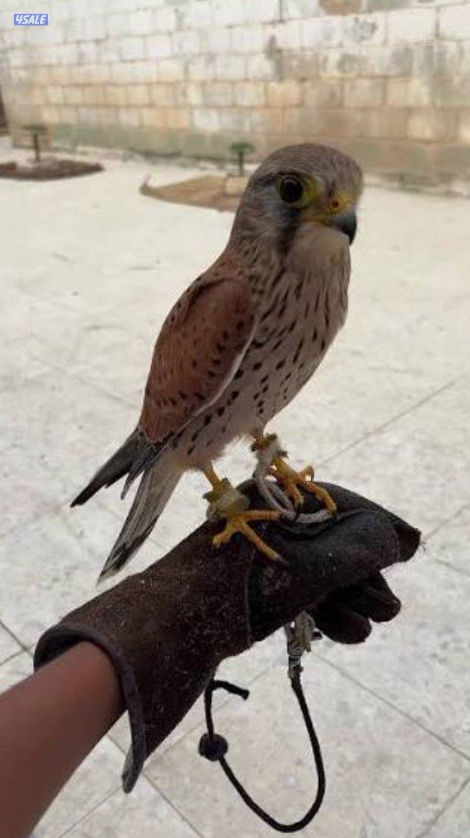 للبيع  وترم0