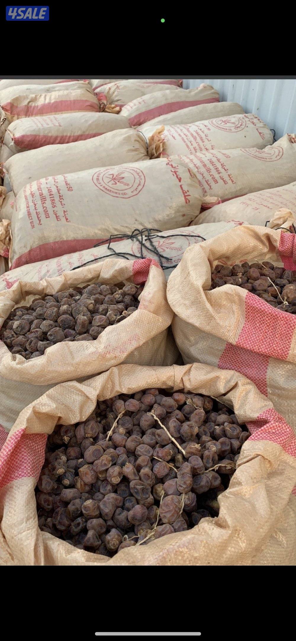 تمر محصول جديد هذه السنه0