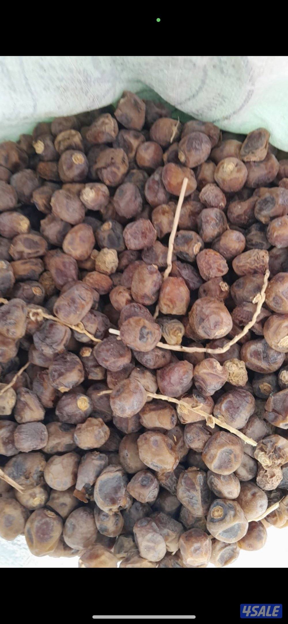 تمر محصول جديد هذه السنه2