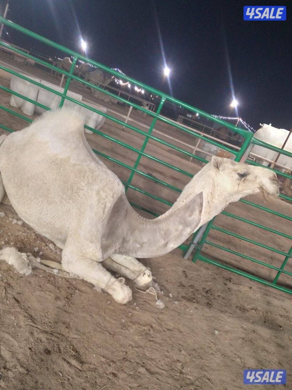 دكتورابل شعبي نظافه رحم تقطيع صيد ضيار0