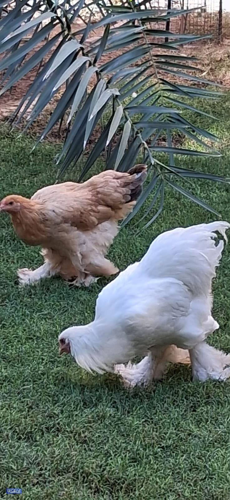 للبيع براهما الالماني0