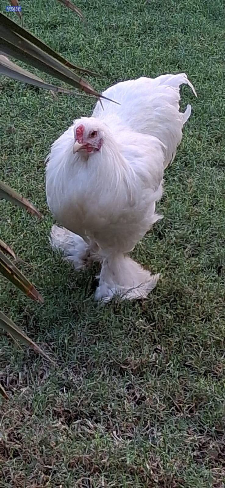 للبيع براهما الالماني1