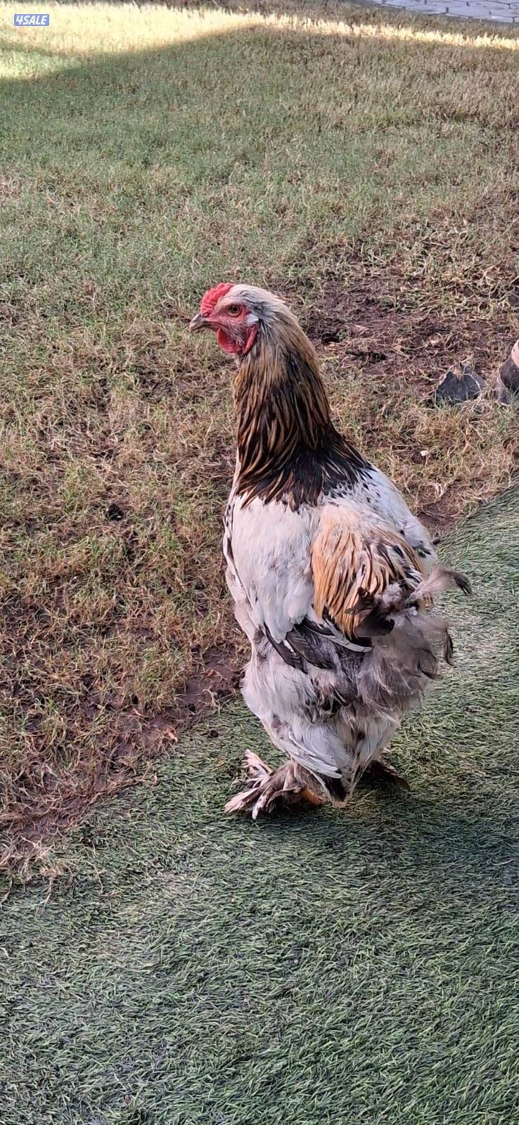 للبيع براهما الالماني2