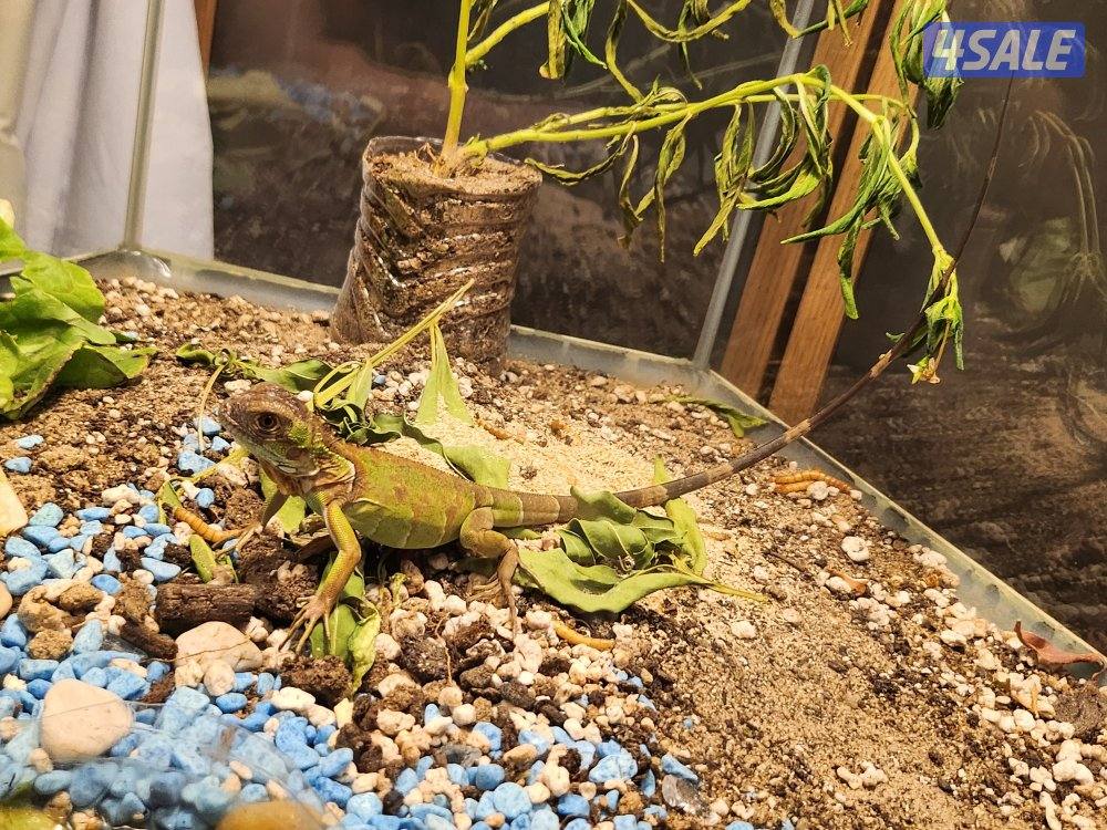 للبيع اغوانا - سحليه0