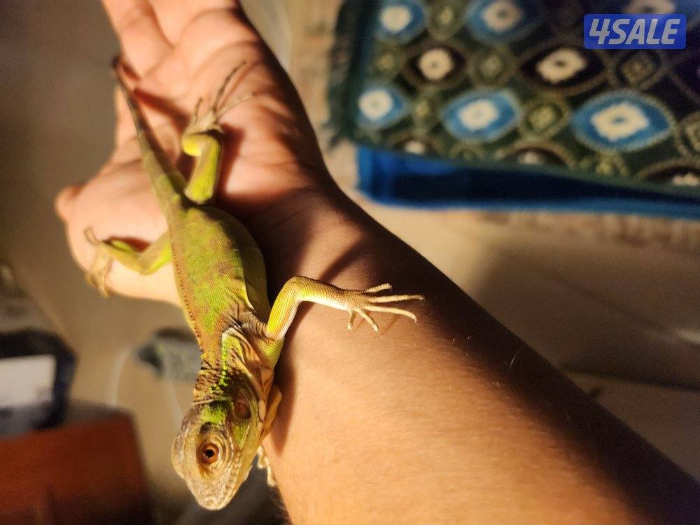 للبيع اغوانا - سحليه1
