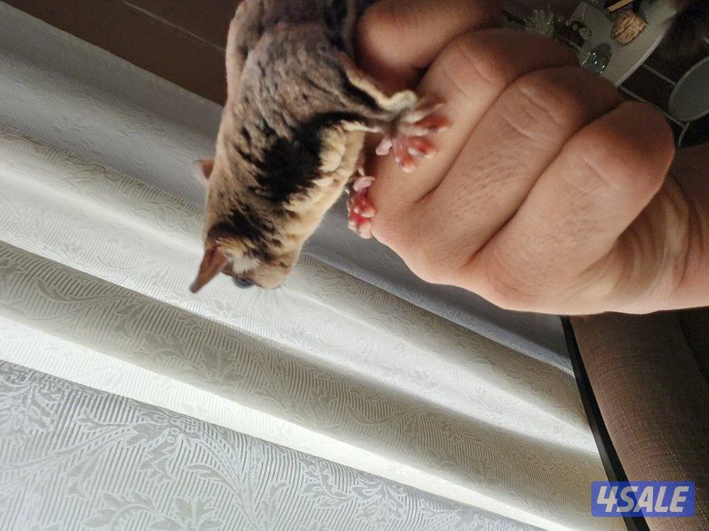 للبيع شوقر قلايدر - سنجاب  طائر0