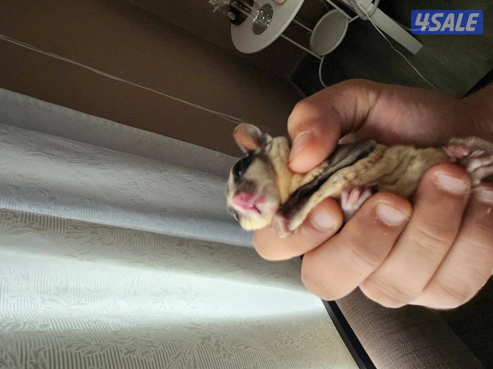 للبيع شوقر قلايدر - سنجاب  طائر1