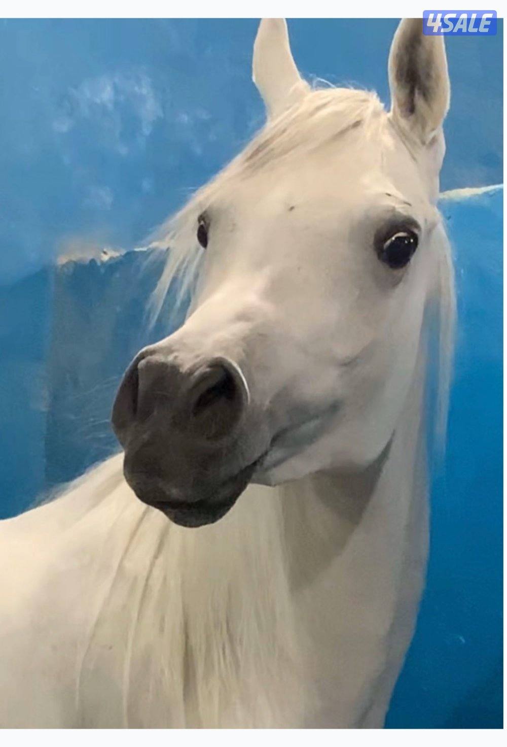 للبيع فرس مكس منتجه كواليتي0