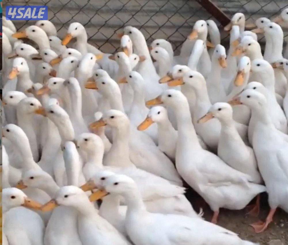 فروخ حمام خصوصي جاهز للاكل +بط شرط السمنه والحجم + طبخ + توصيل سريع1