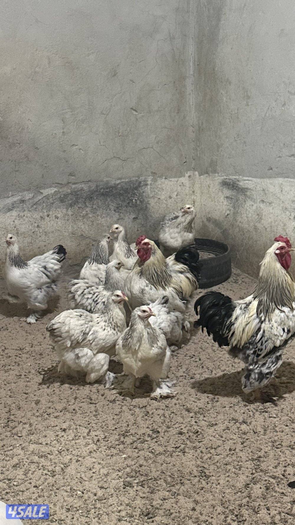 للبيع مجاميع براهما الانتاج0