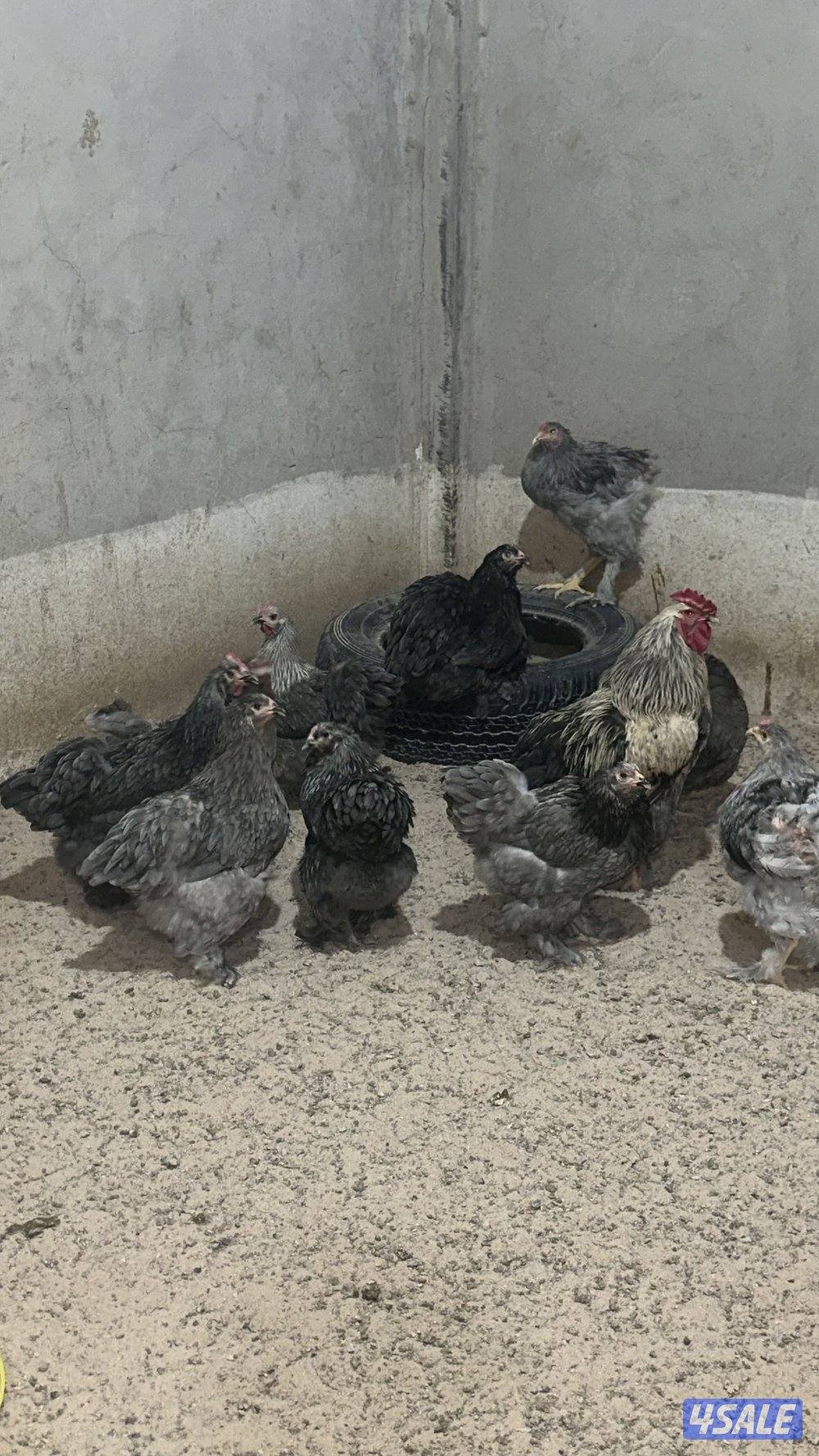 للبيع مجاميع براهما الانتاج1