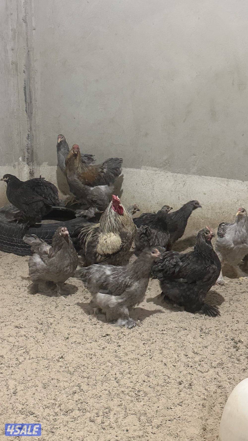 للبيع مجاميع براهما الانتاج3