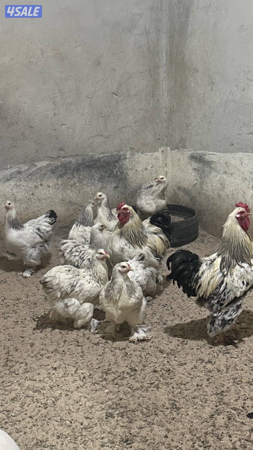 للبيع مجاميع براهما الانتاج4