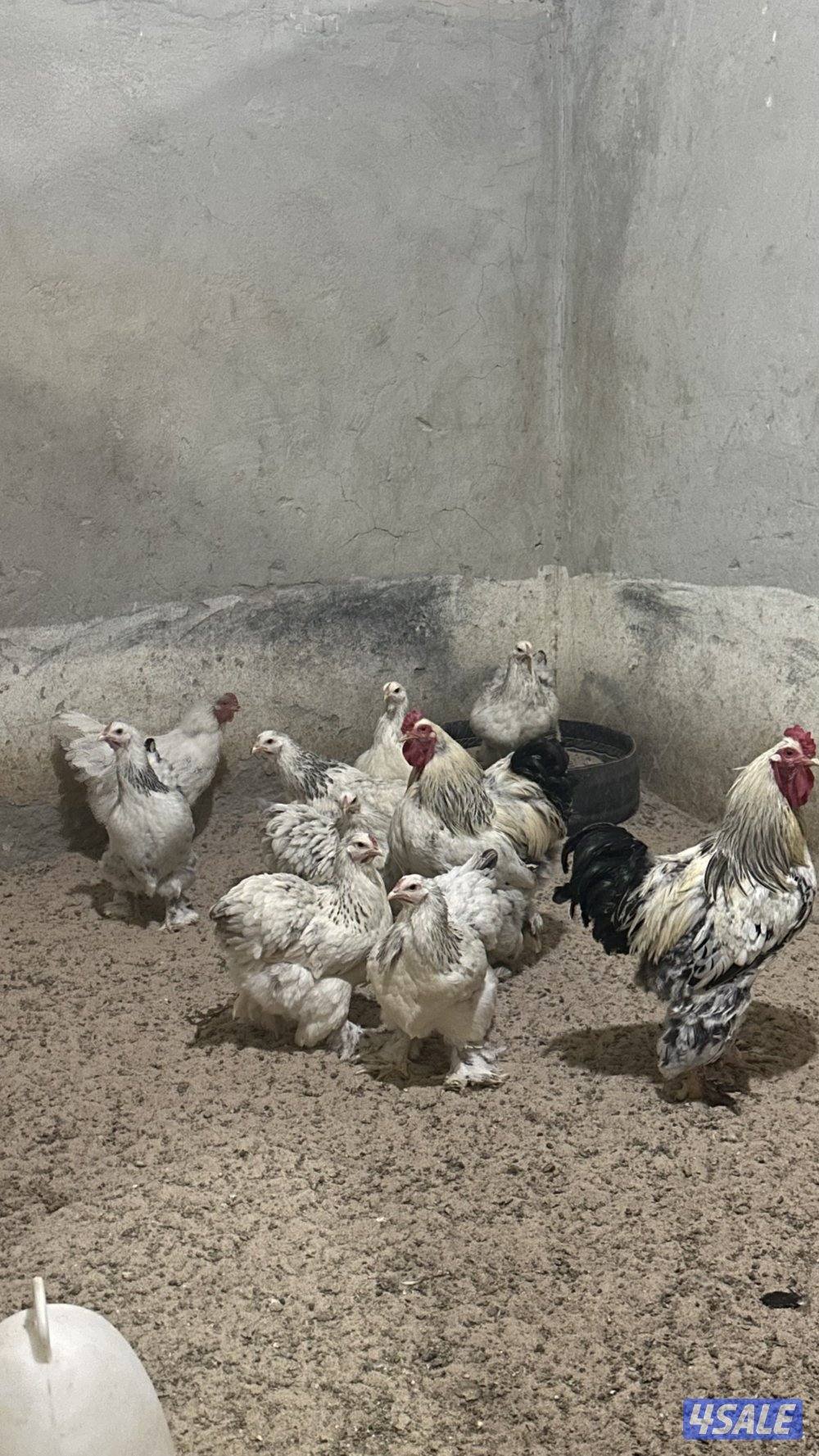 للبيع مجاميع براهما الانتاج6