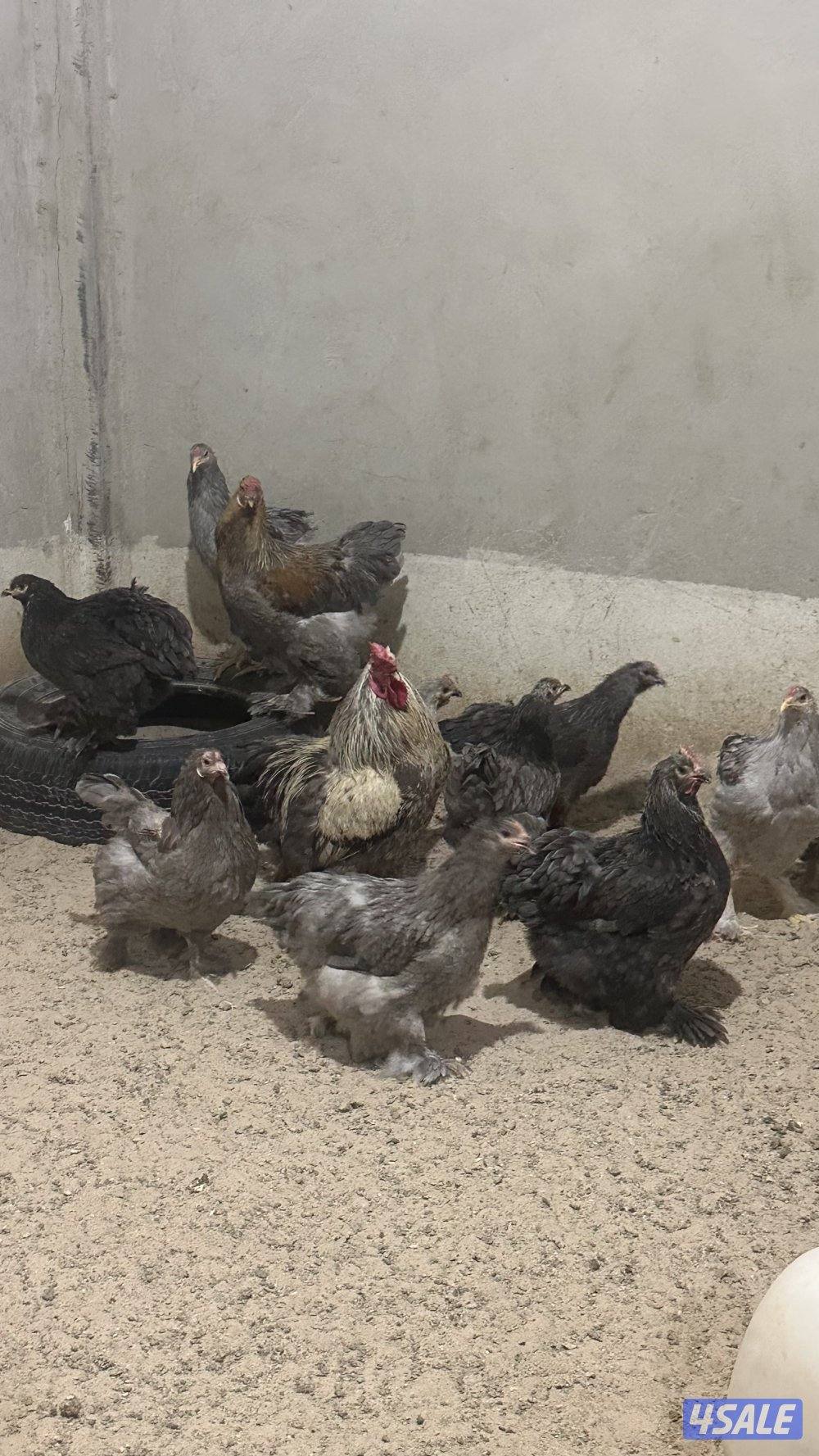 للبيع مجاميع براهما الانتاج7